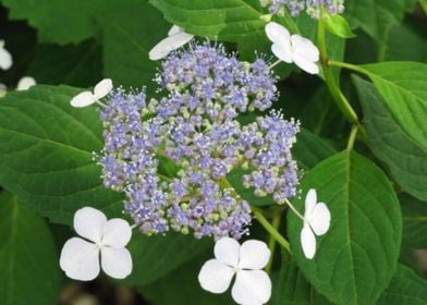 Blue And White Flower 