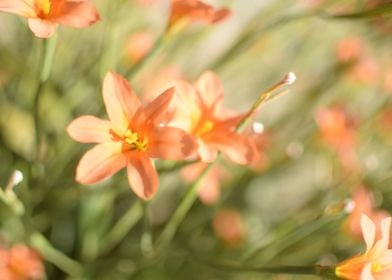 Orange Flowers 1