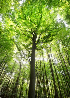 A Beech Tree Forest In Ger