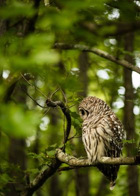 Sleeping Barred Owl