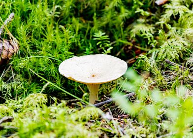 Forest mushroom