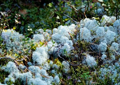 Delicate forest floor 2