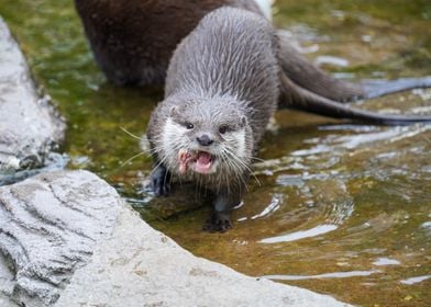 Threatening otter