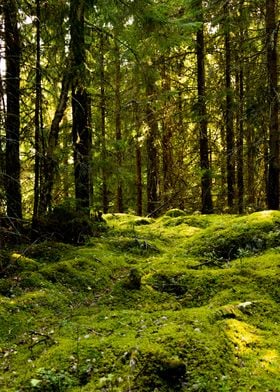 Undisturbed forest floor