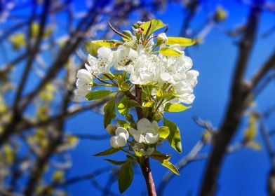 Spring Blossom Poster