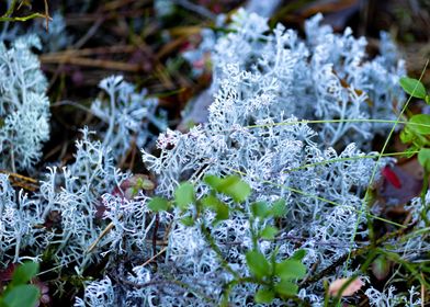 Delicate forest floor 1