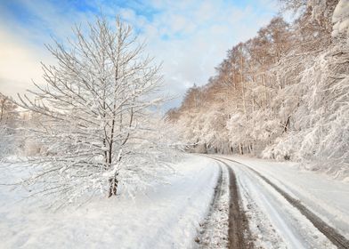 Road And A Snow Covered Tr