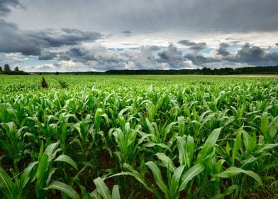 Corn Field CloseUp Against