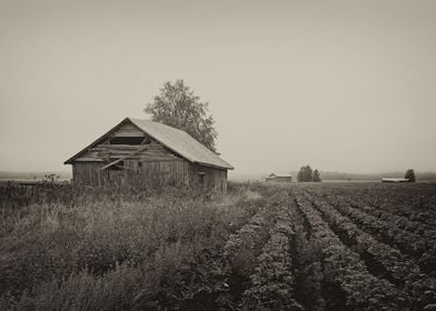 Old Barn Houses