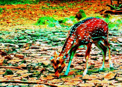 deer 006 ragunan