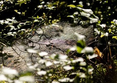 Artsy spiderweb in forest