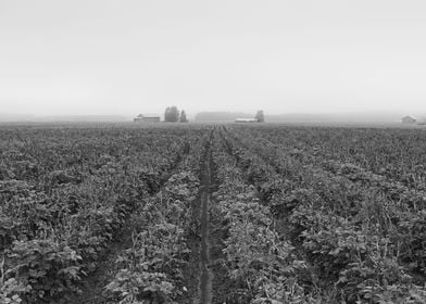 Mist and the potato fields