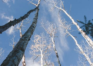 Birch Trees Above