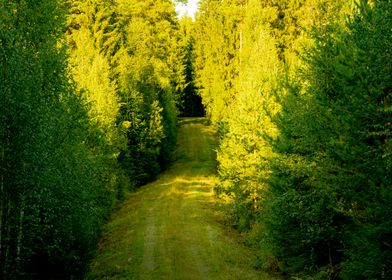 Green forest road