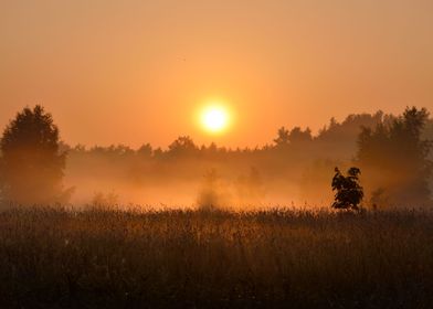 Sun And Morning Fog Above 