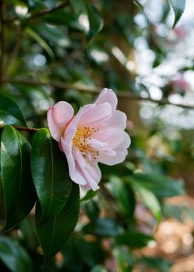 Pink Flower