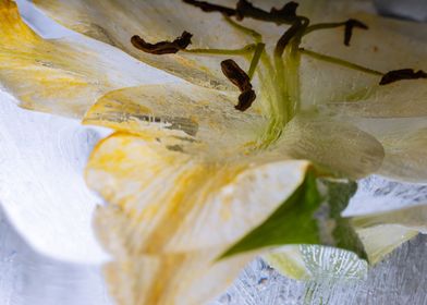 White Lilium in ice 1