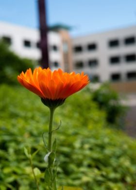 Orange Flower