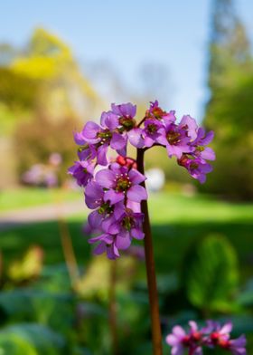 Pink Flowers