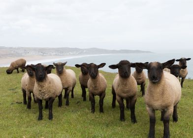 Group Of Sheep With Black 