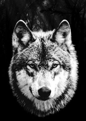 Wolf Black and White