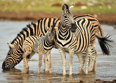 Zebra Family