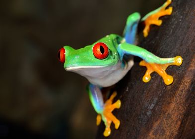 RedEye Frog  Agalychnis Ca