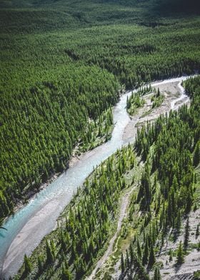 Divided creek in forrest