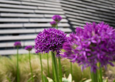 Purple flowers 