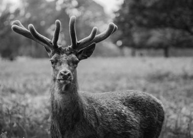 Stag in Richmond Park