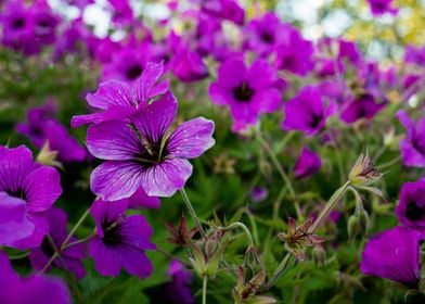 Purple Wild Flowers