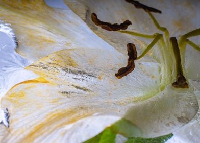 White Lilium in ice 2