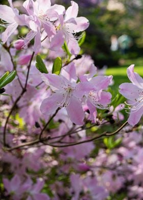 Wild Pink Flowers