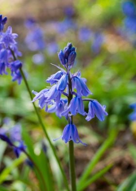 Blue Flower