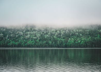 Foggy Forrest