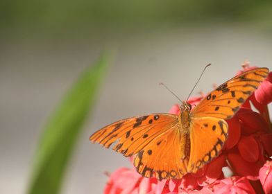 butterfly on pink flower 