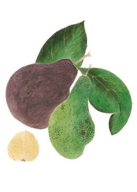 Avocado watercolour