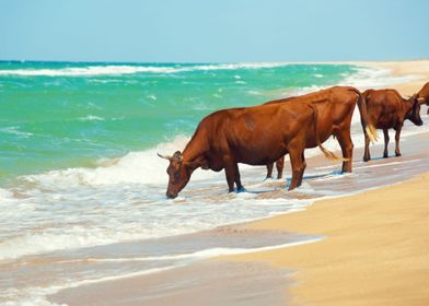 Cows Drinking Water From S