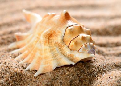 Sea Shell On The Sandy Bea