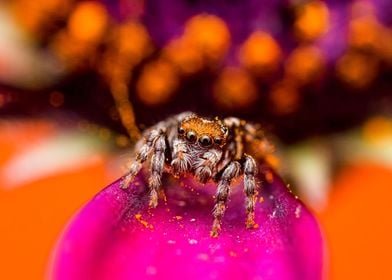 Flower jumping spider