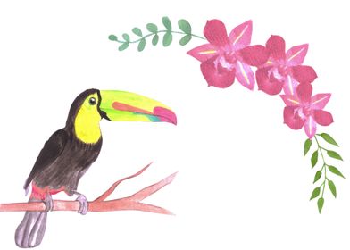 Toucans and orchids