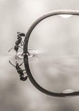 Reflecting Ant