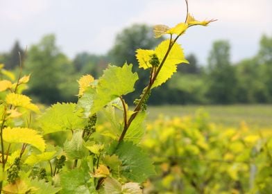 Baby Grape Clusters