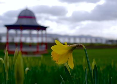 Daffodil and Bandstand