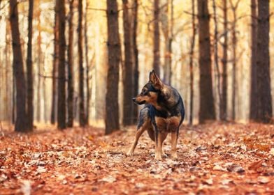 Dog Staying In Oak Forest ' Poster by Stunning Wallpapers | Displate