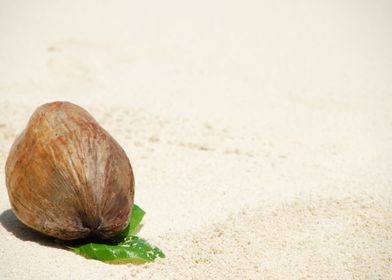 Coconut Fruit On A Tropica