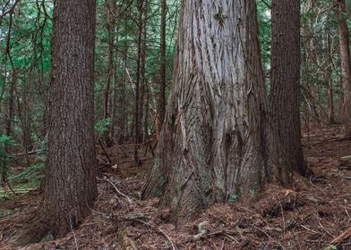 Old Growth Cedar Forest