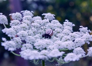 Snail lies on a flower