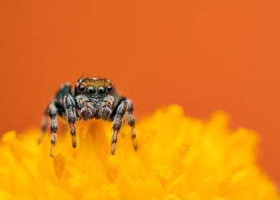 Australian jumping spider