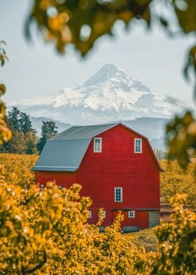Red barn and Mt Hood
